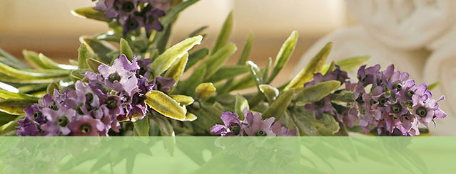 bio lavendel gew�rz kr�uter